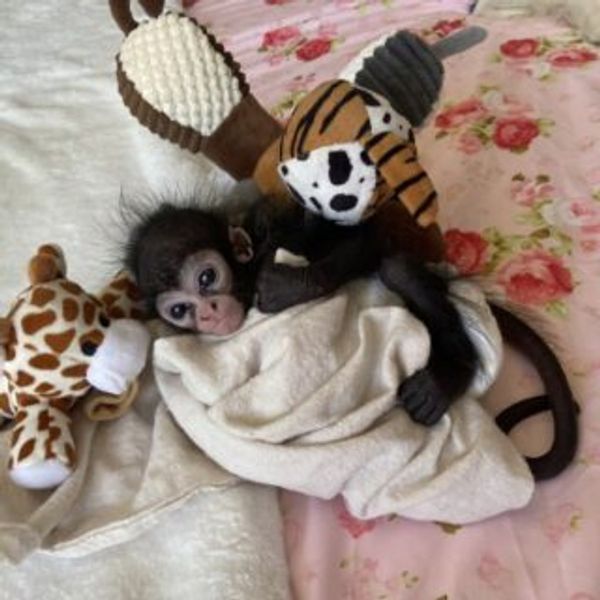 A baby monkey wrapped in a blanket surrounded by plush toys on a floral bed.