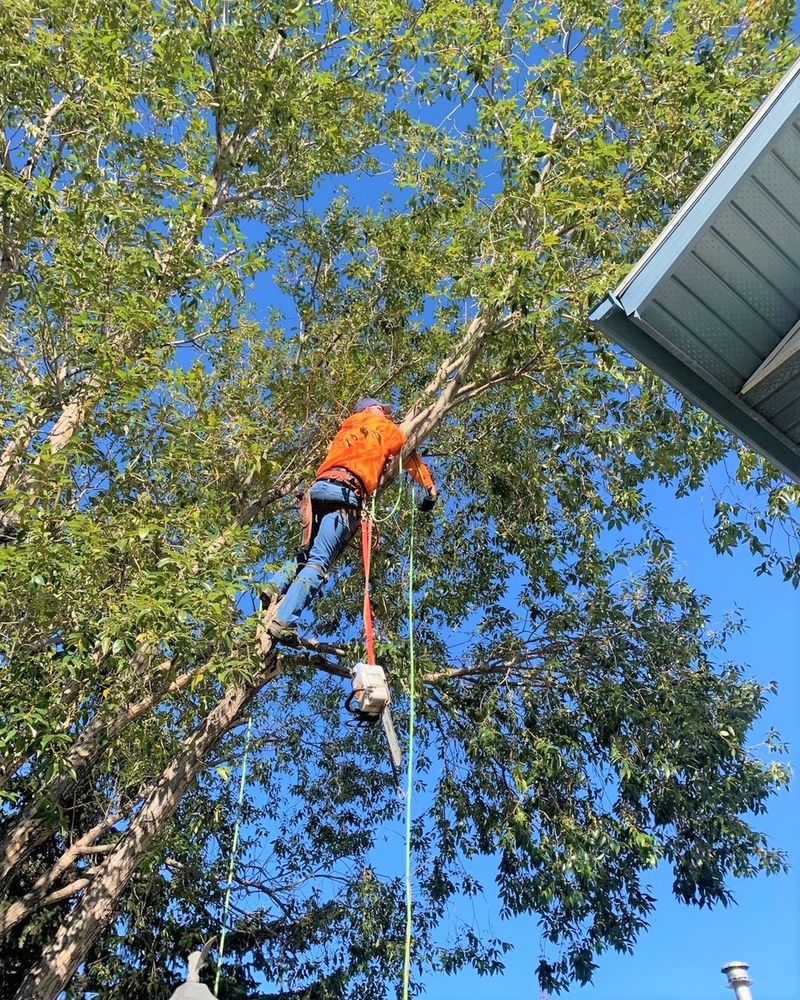 tree trimming