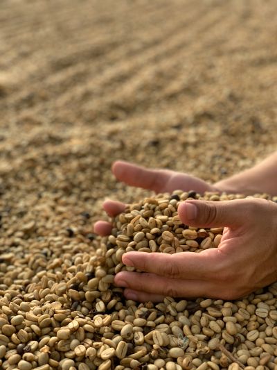Hands holding a pile of coffee beans on a larger spread of beans.