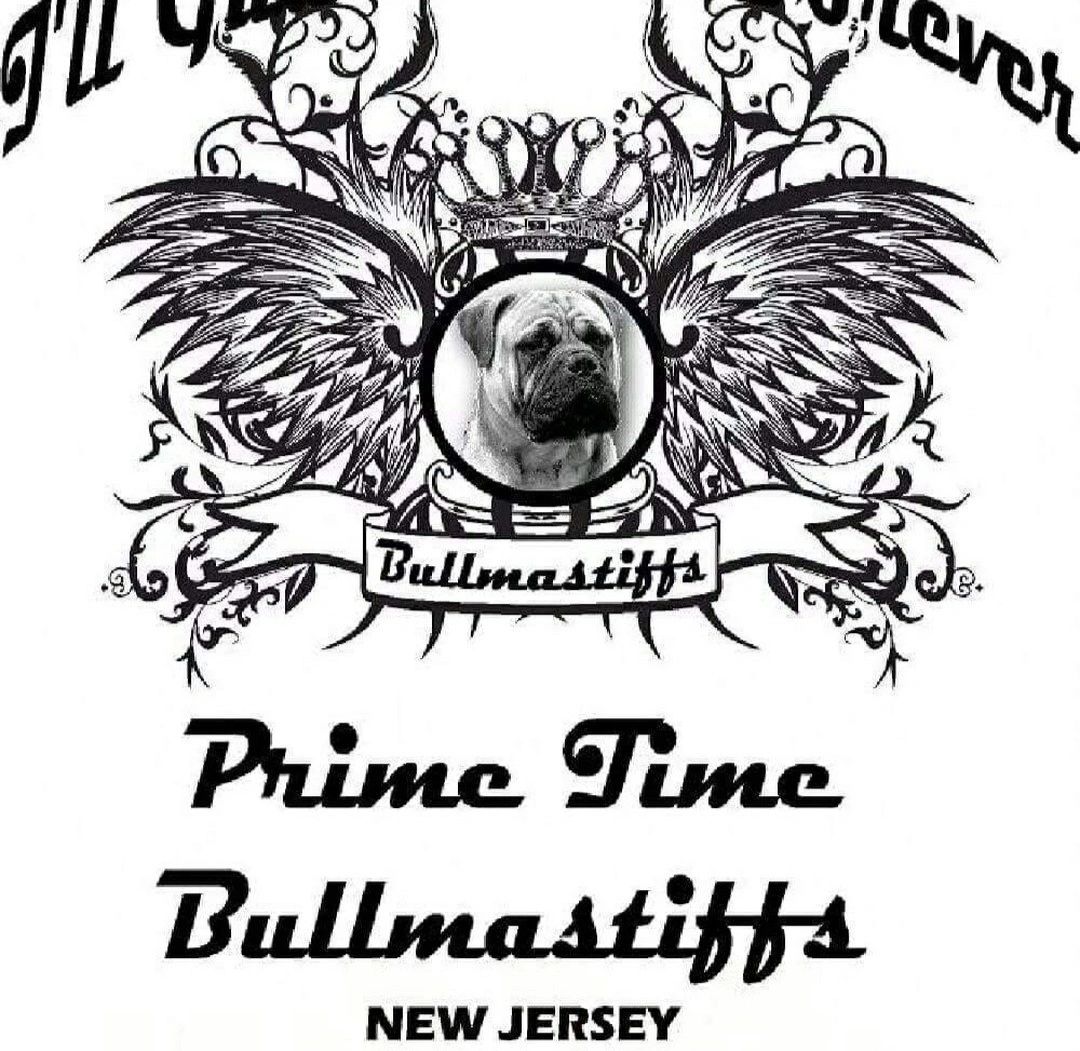 Primetime bullmastiffs sales