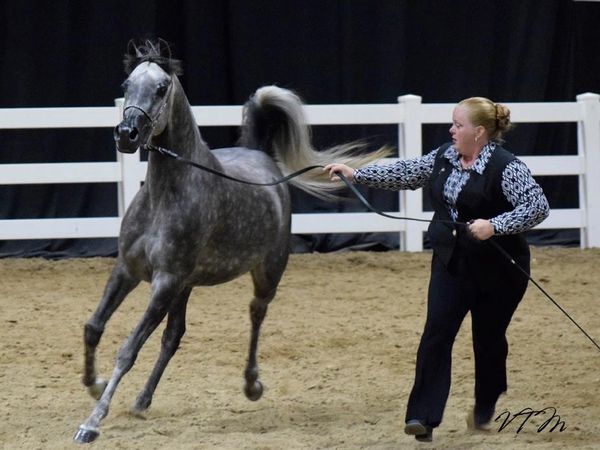 AHACO Member Chana VanderZanden and grey Arabian mare