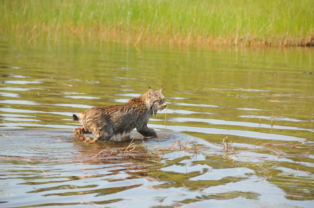 Canada lynx seen along the Allagash Waterway