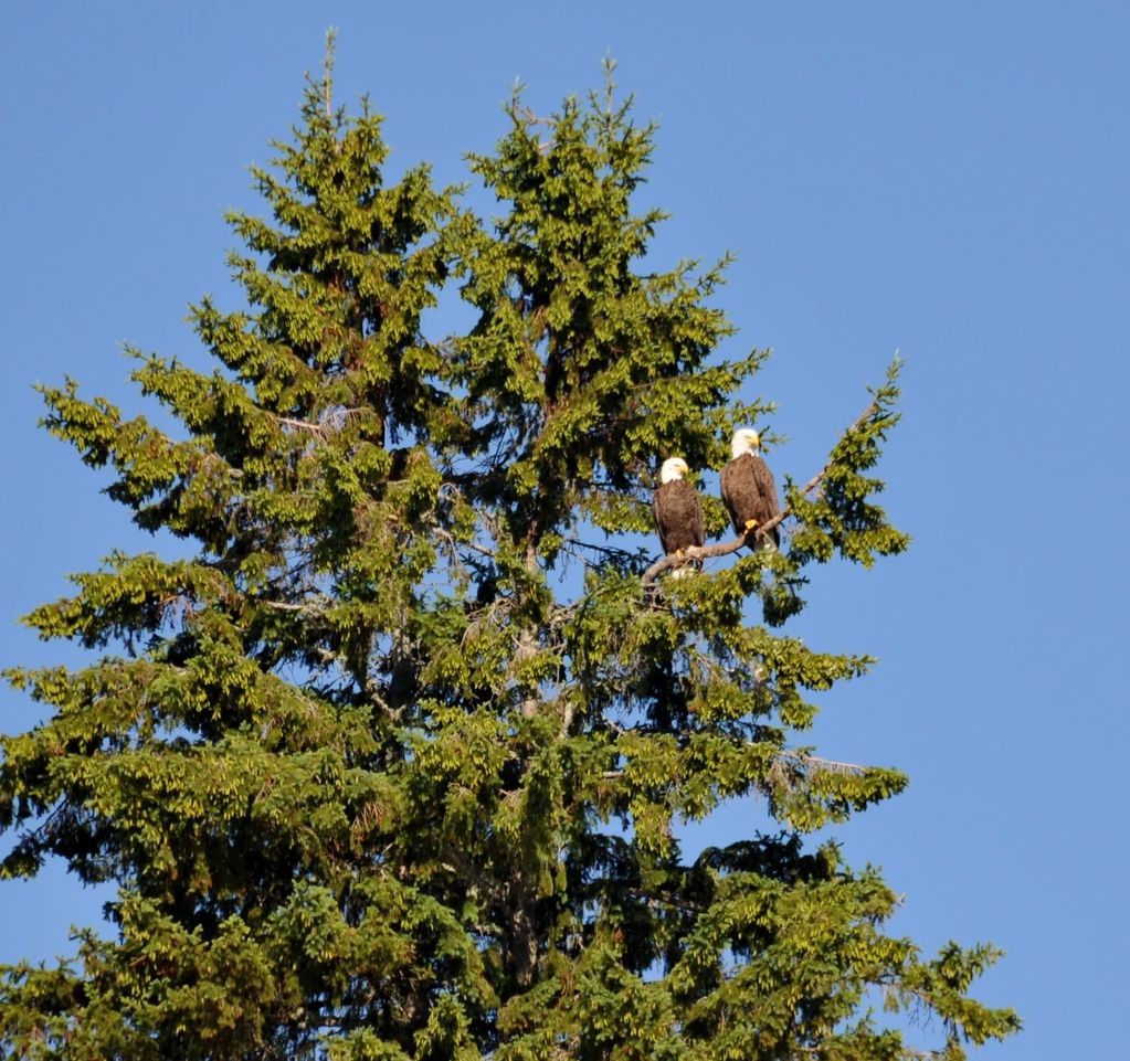Bald eagles are commonly seen along the Allagash Waterway