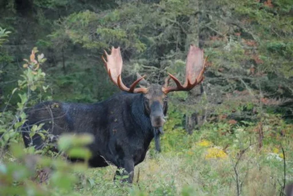 Moose along the Allagash River