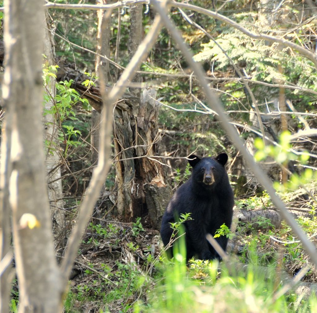 Bear like this one are more difficult to find