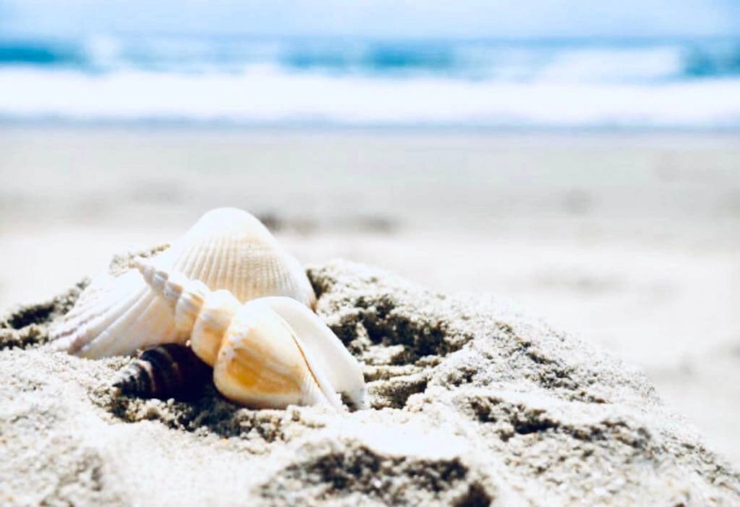 Sea shells on sandy beach with ocean waves in background – Coastal Candle homepage image
