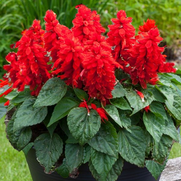 Salvia Mojave Red