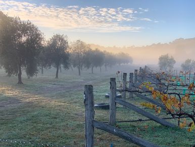 Olive Grove and Vineyard in morning mist