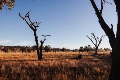 Golden paddock in autumn