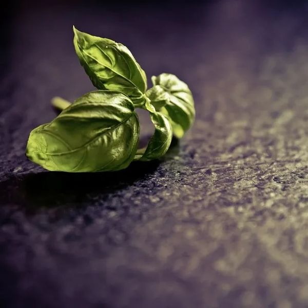Fresh green basil leaves on a dark textured surface.