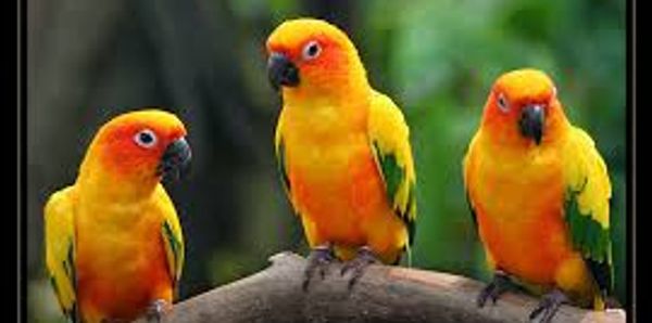 Sun conures perching in the wild
