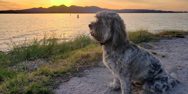 A fluffy dog sitting by a lakeside at sunset.