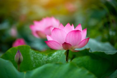 Pink lotus flower blooming among green leaves.