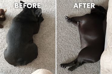 After 1 month of use our pet probiotics helped to make this frenchies coat shine! And no more hives!