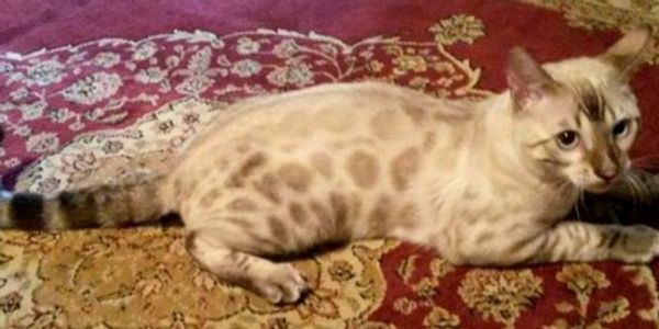 HAILSTORM  SEAL LYNX POINT BENGAL WITH BLUE EYES