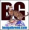 BENGALBREED.COM