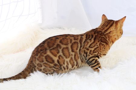ECHO Brown rosetted Bengal stud 