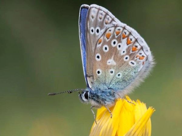 Ecological Consultant
Ecology Consultant
Biodiversity Net Gain
Bat Survey
Phase 1 habitat survey