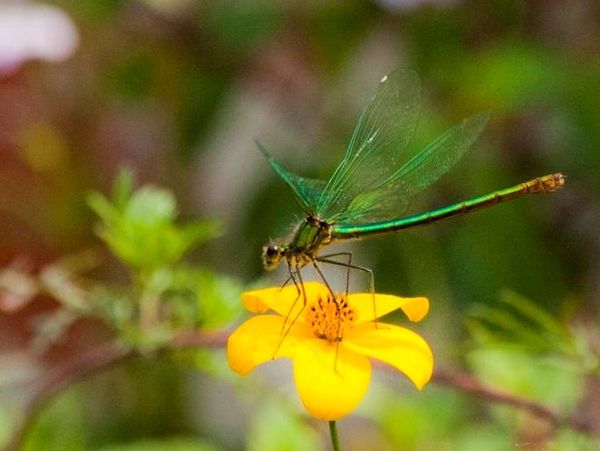 Ecological Consultant
Ecology Consultant
Biodiversity Net Gain
Bat Survey
Phase 1 habitat survey