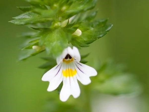 Ecological Consultant
Ecology Consultant
Biodiversity Net Gain
Bat Survey
Phase 1 habitat survey