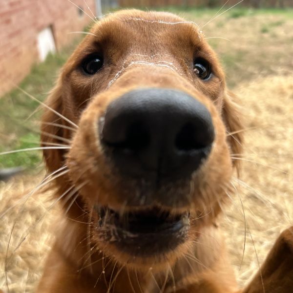 Close-up of a curious golden retriever's nose and face.