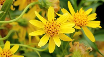  Arnica has been used for medicinal purposes since the 1500s. Arnica oil contains helenalin, a potent anti-inflammatory, making it a must have-ingredient in our recovery creams . Arnica has the ability to reduce pain and inflammation when applied to the skin which makes Mag5PT Warming and Cooling formulas a useful tool for the Physical and Occupational therapist. Clients will recover quicker from their injuries and benefit most from their deep muscle and or soft tissue treatments when Mag5PT is part of their treatment plan.