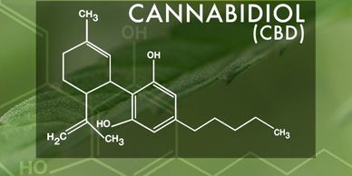 Considering the vast amount of people  who are inflicted with some form of pain, it’s no surprise that many  have started to show a strong interest in cannabidiol (CBD), a  non-intoxicating cannabinoid that offers a buffet of potential  therapeutic benefits, one of the most prominent being pain relief.  