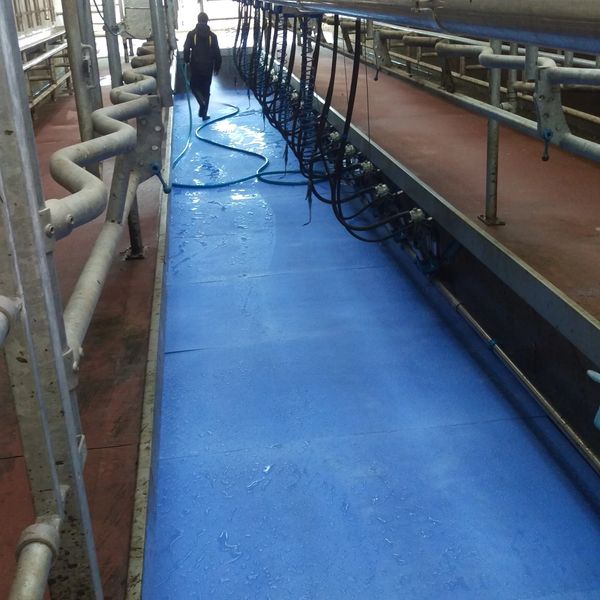 Parlor mats in the milking pit