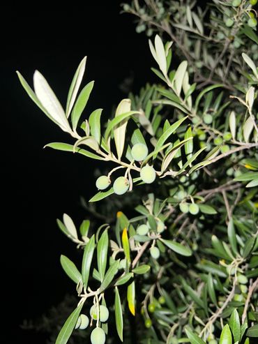 Olives on a olive tree