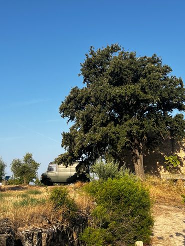 Farm house and oak tree with our bus