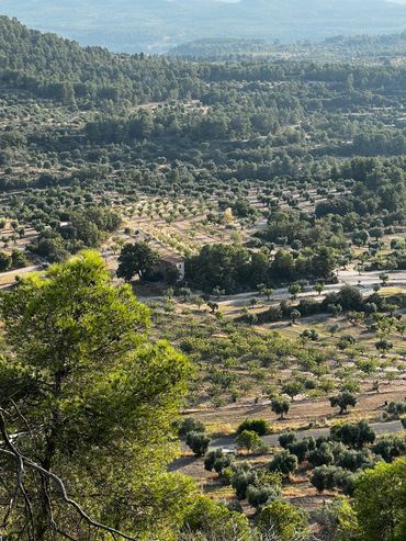 The view of our farm from the hill. Olive trees, Pistachio trees. Les Garrigues landscape.