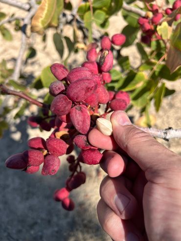 Ready to harvest Pistachio tree.