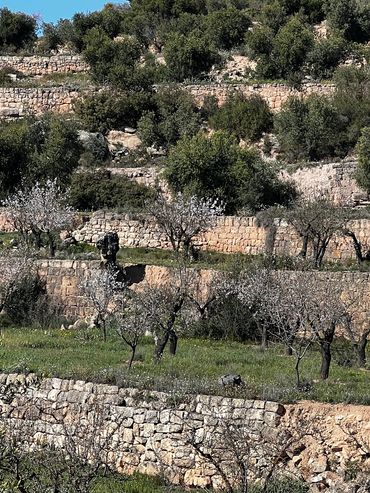 Dry stone walls to form terraces