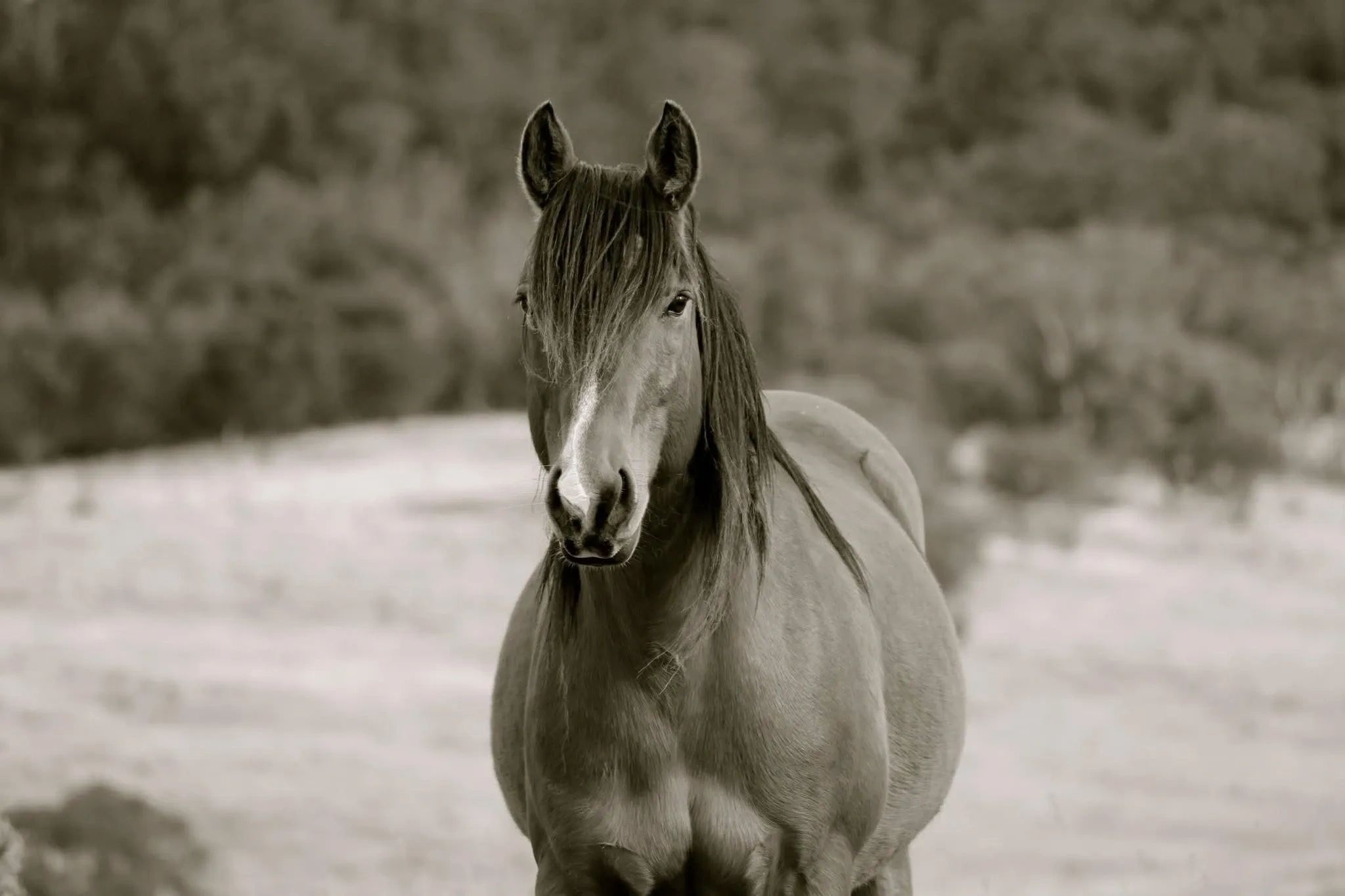 Black and white close-up of a horse with a flowing mane.