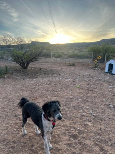 A black and white dog stands in a yard during sunset with a doghouse and sunflowers in the background.