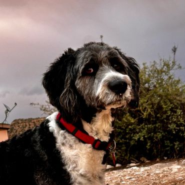 Black and white dog with a red collar sitting outdoors at sunset.