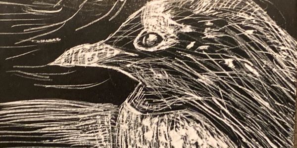 A detailed white sketch of a bird on a black background.