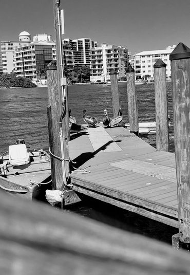 brant-crockett-watching-peilicans-at-harts-landing