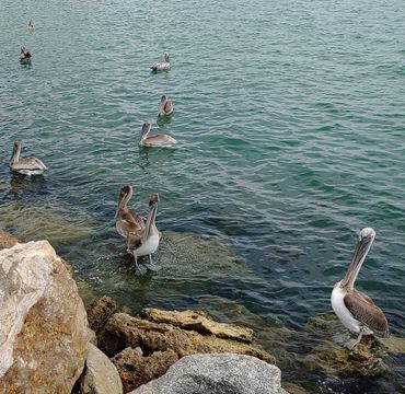 robert-brant-crockett-at-north-venice-jetty