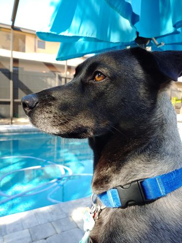 robert-brant-crockett-looking-at-moxie