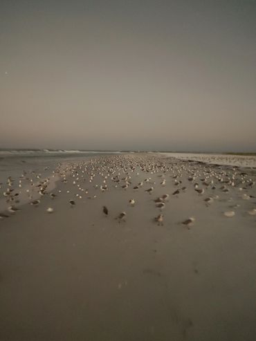 robert-brant-crockett-watching-seagulls-on-lido-beach-sunrise