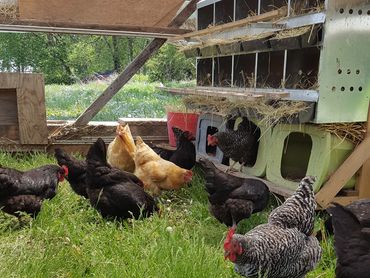 Hens on grass