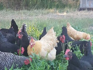 laying hens on pasture