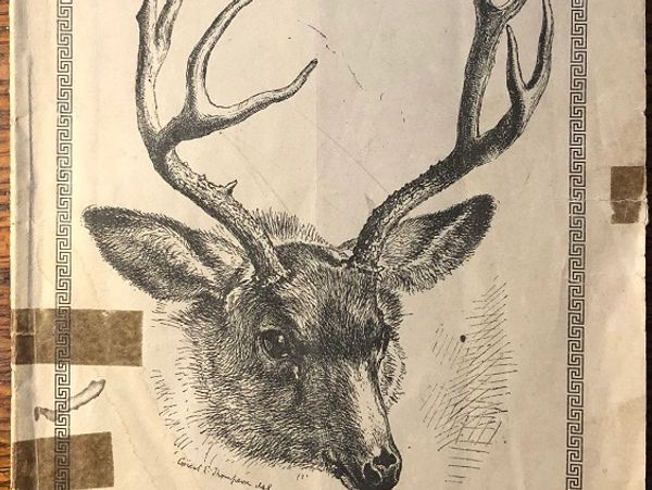 Black and white sketch of a deer head with antlers.