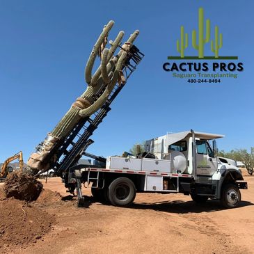 Saguaro Transplanting