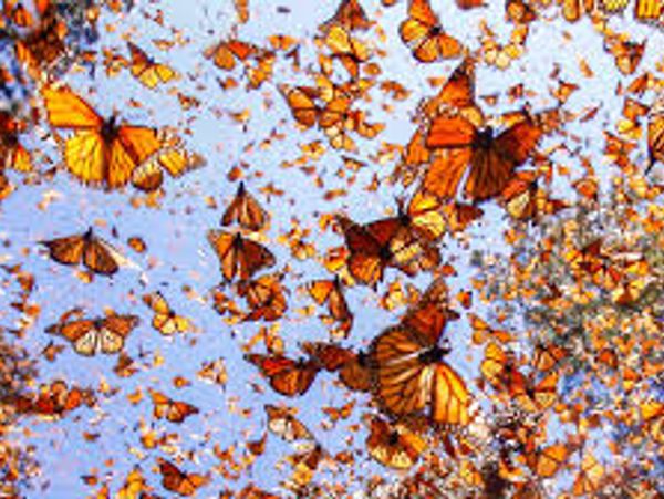 Two trips to the Monarch Sanctuary