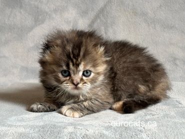 scottish fold kitten for sale