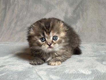 scottish fold kitten for sale