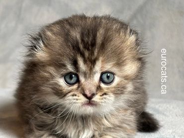 scottish fold kitten for sale