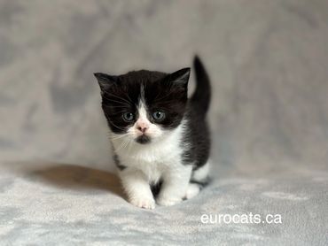 scottish fold kitten for sale